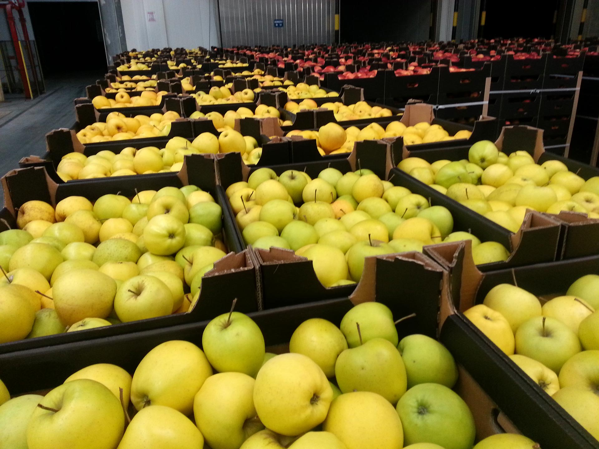 polskie jabłka grupa producentów  owoców warzyw